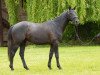 dressage horse Königstreu (Trakehner, 2017, from Interconti)