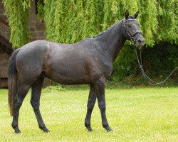 dressage horse Königstreu (Trakehner, 2017, from Interconti)