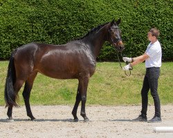 dressage horse Donautal (Trakehner, 2017, from Tambour)