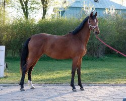 broodmare Only You (Polish Warmblood, 2018)