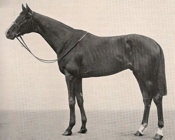 stallion Chulmleigh xx (Thoroughbred, 1934, from Singapore xx)