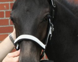 dressage horse First of April T (Westphalian, 2019, from Fantastic)