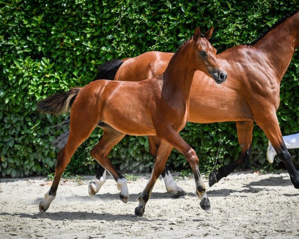 Springpferd Casallca ZFK (Schweizer Warmblut, 2017, von Casalco)