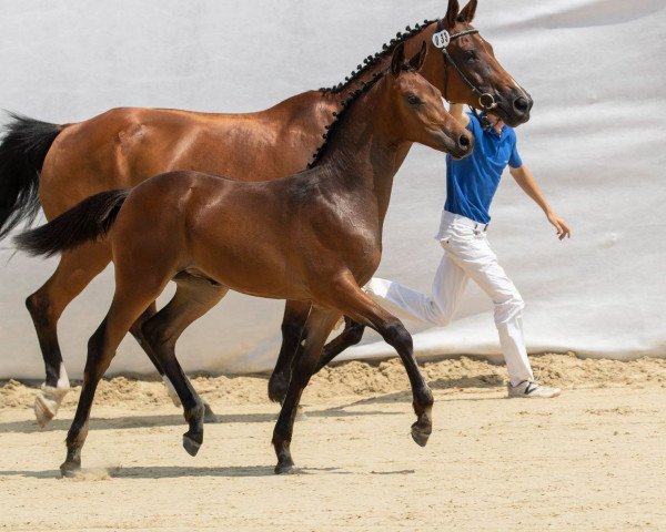 Springpferd Centura ZFK (Schweizer Warmblut, 2018, von Conteur)