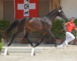 broodmare Sezuana ZFK (Swiss Warmblood,  , from Sezuan)