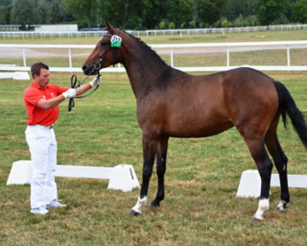 broodmare Collina Zf CH (+) (Swiss Warmblood, 2012, from Collindro R)