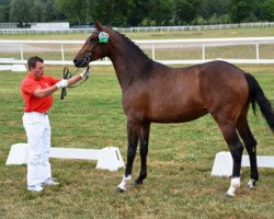 broodmare Collina Zf CH (+) (Swiss Warmblood, 2012, from Collindro R)