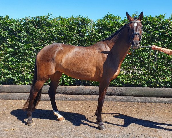 jumper Vestergaard's Brianna (Danish Warmblood,  , from Quarz Ask)