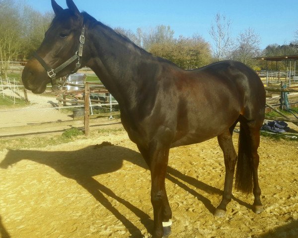broodmare Die Lilly (Westphalian, 2015, from Don Nobless)