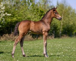 Zuchtstute Pandora (KWPN (Niederländisches Warmblut), 2020, von Glock's Taminiau)