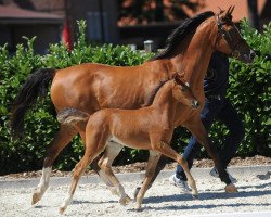 jumper De Luca 13 (German Riding Pony, 2018, from Del Piero 25)