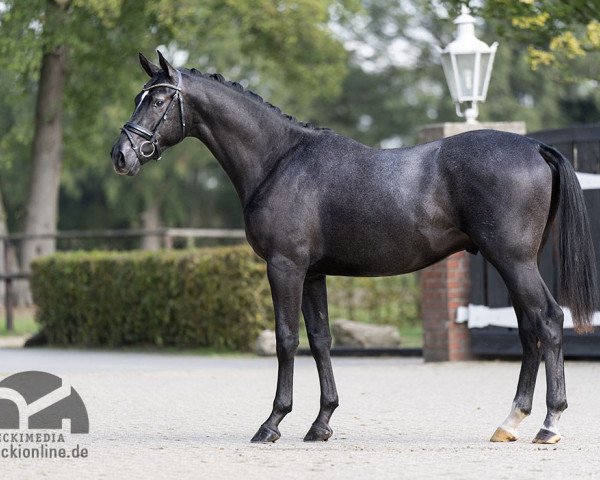 jumper Herzdiamant W (Trakehner, 2017, from Adorator)