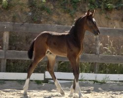 dressage horse Finney (Hanoverian, 2020, from Fidertanz)