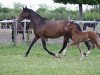 broodmare Irrlicht HM (Oldenburg show jumper, 2013, from Diarado)