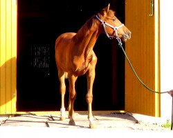 horse Sumaca (Latvian Warmblood, 2017, from Stolpegårdens Castello)