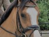 broodmare Victoria T (German Riding Pony, 2017, from Valido's Grey Star G)