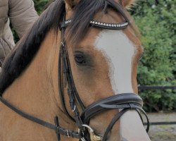 Zuchtstute Victoria T (Deutsches Reitpony, 2017, von Valido's Grey Star G)