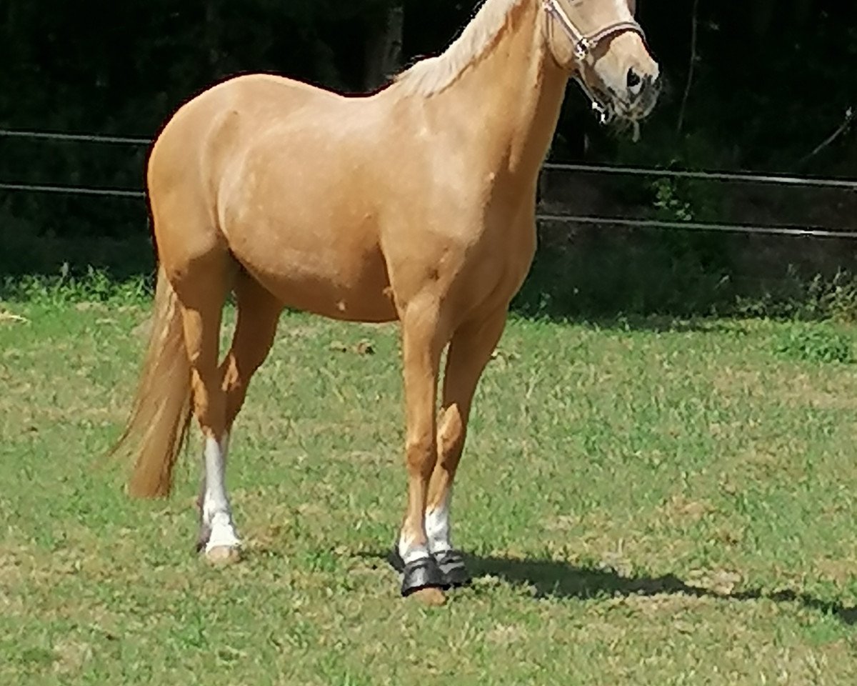 broodmare Di Lara 2 (German Riding Pony, 2004, from Golden Dancer)