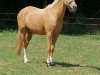 broodmare Di Lara 2 (German Riding Pony, 2004, from Golden Dancer)