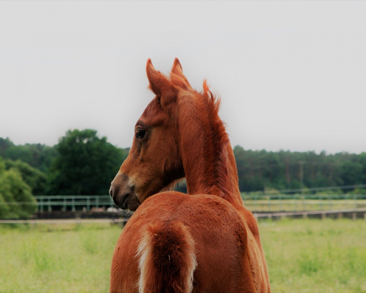 Dressurpferd Looping Louis T (Deutsches Reitpony, 2020, von Lucky One)
