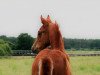 dressage horse Looping Louis T (German Riding Pony, 2020, from Lucky One)