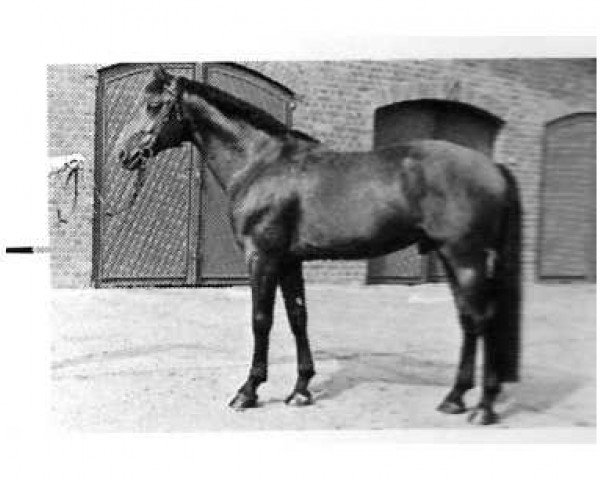 stallion Schiwago (Hanoverian, 1978, from Servus)