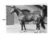 stallion Salerno (Hanoverian, 1978, from Servus)