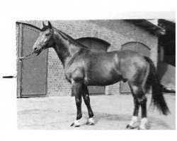 stallion Salerno (Hanoverian, 1978, from Servus)