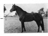 stallion Saluti (Rhinelander, 1974, from Salut)