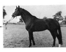 stallion Saluti (Rhinelander, 1974, from Salut)