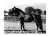 stallion Saphan (Hanoverian, 1974, from Salpeter)