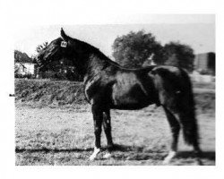 stallion Saphan (Hanoverian, 1974, from Salpeter)