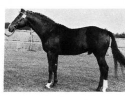 stallion Escort (Hanoverian, 1970, from Eindruck II 3914)