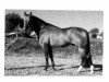 stallion Apell (Hanoverian, 1976, from Argus)