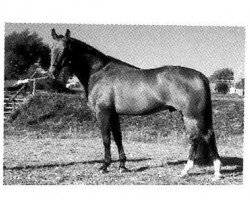 stallion Apell (Hanoverian, 1976, from Argus)