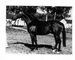 stallion Wettsport (Hanoverian, 1973, from Wedekind)