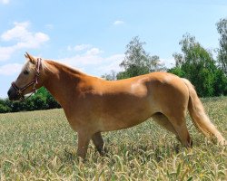 Pferd Gretel (Haflinger, 2017, von Berghem)