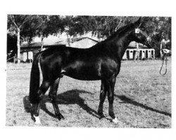 horse Renoire (Rhinelander, 1978, from Rubin)