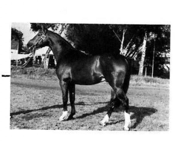 stallion Diamant (Rhinelander, 1978, from Dilettant)