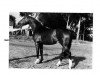 stallion Diamant (Rhinelander, 1978, from Dilettant)