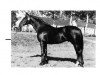 stallion Palermo (Rhinelander, 1973, from Patron)