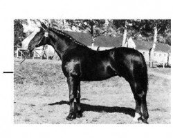 stallion Palermo (Rhinelander, 1973, from Patron)