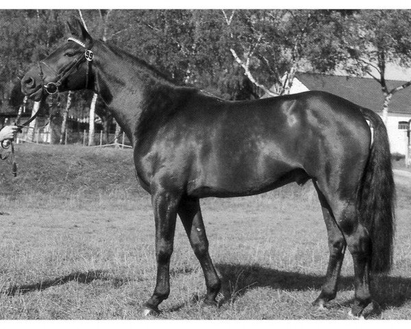 stallion Gasparon (Rhinelander, 1973, from Garamond)