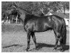 stallion Gasparon (Rhinelander, 1973, from Garamond)