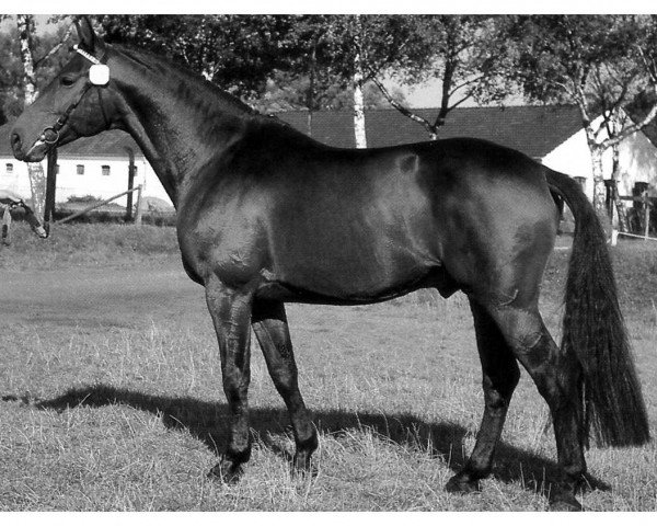 stallion Simon III (Westphalian, 1973, from Sinus xx 1495)