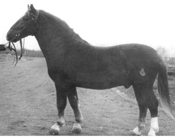 stallion Adler Th 789 (Heavy Warmblood, 1957, from Achill 1040 (Th 696) OF)