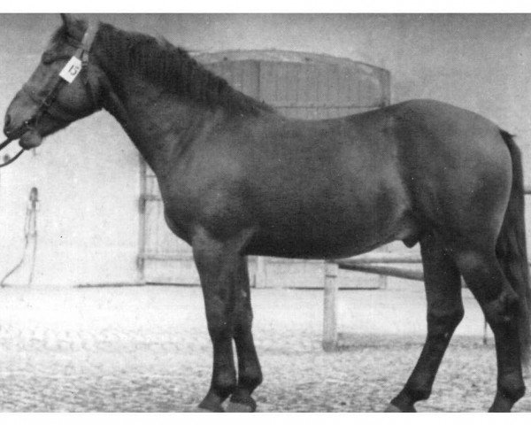 stallion Adlerhorst Mo 1006 (Heavy Warmblood, 1950, from Adler SN 556 (Ostfriese))