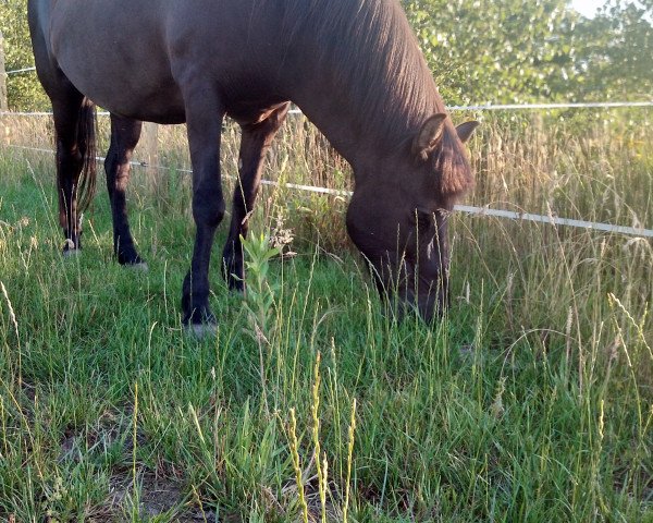 horse Leysing vom Paradies (Iceland Horse, 2001, from Vaskur frá Krossi)