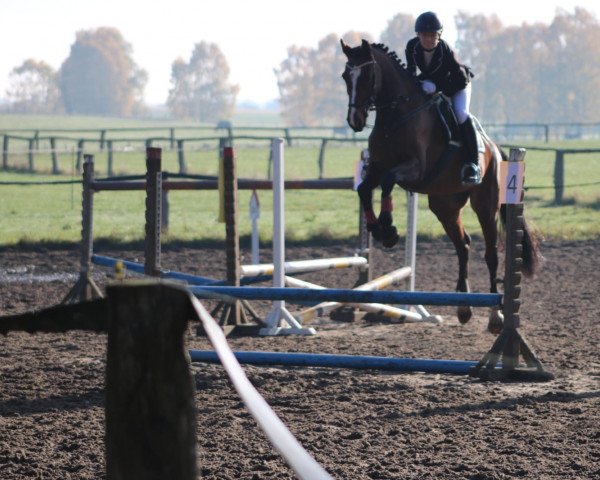 broodmare Zazou (Holsteiner, 2007, from Cormint)