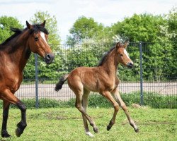 Springpferd Bella Donna On Top NH (Deutsches Reitpony, 2020, von Basall)